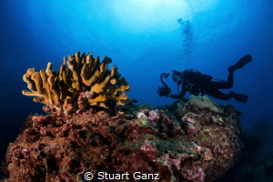 Videographer at work by Stuart Ganz 